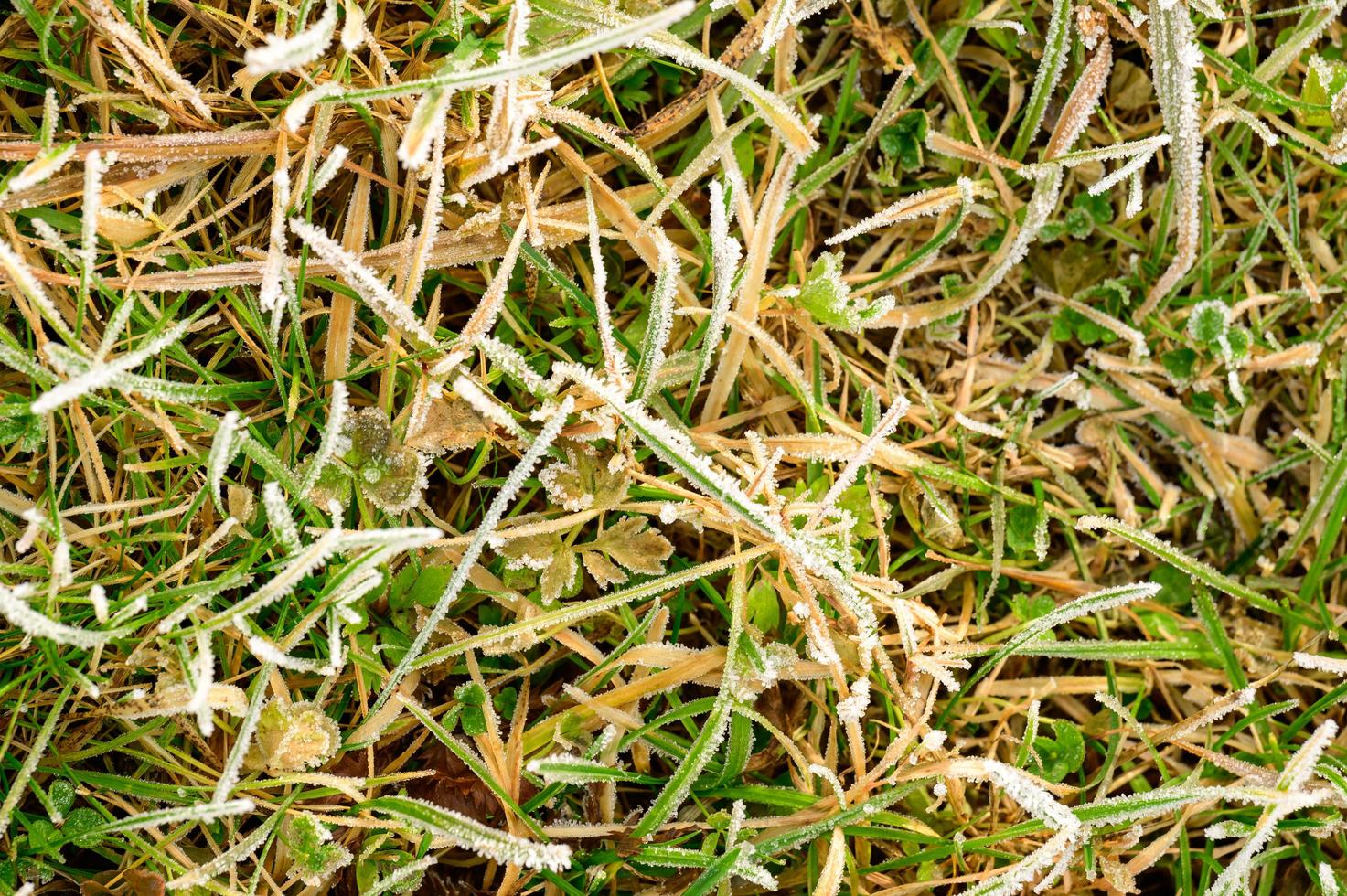 Close up of grass with ice, morning spring frosts, spring awakening. photo