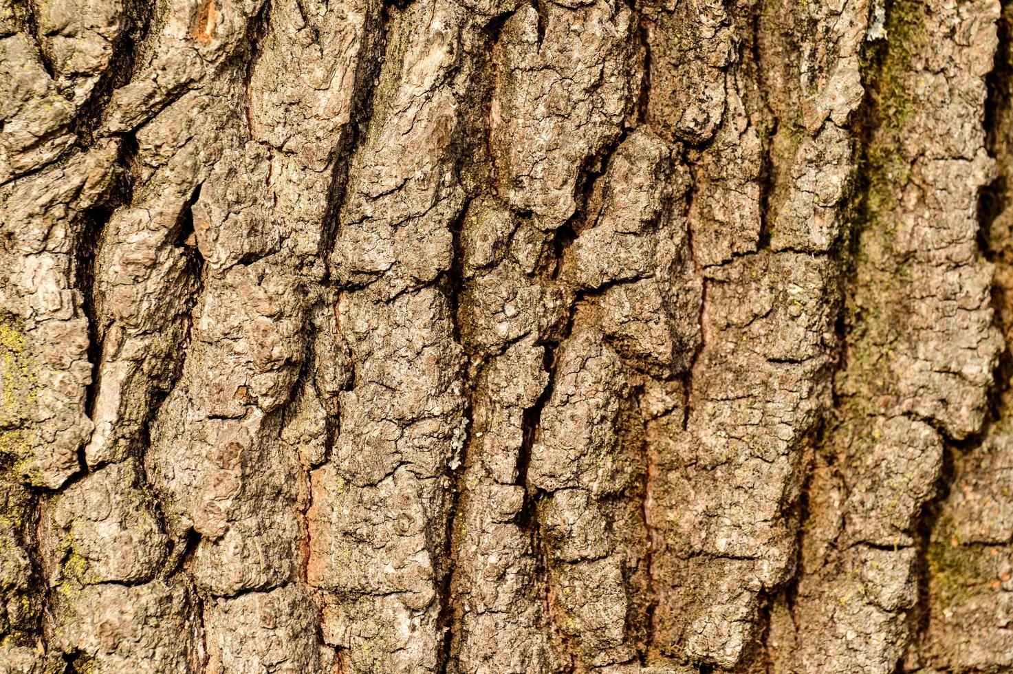 Texture from bark of a tree, vertical natural texture from bark of a young tree. photo