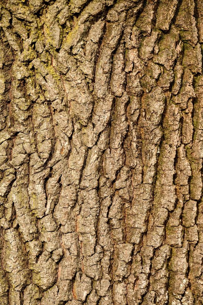 Texture from bark of a tree, vertical natural texture from bark of a young tree. photo