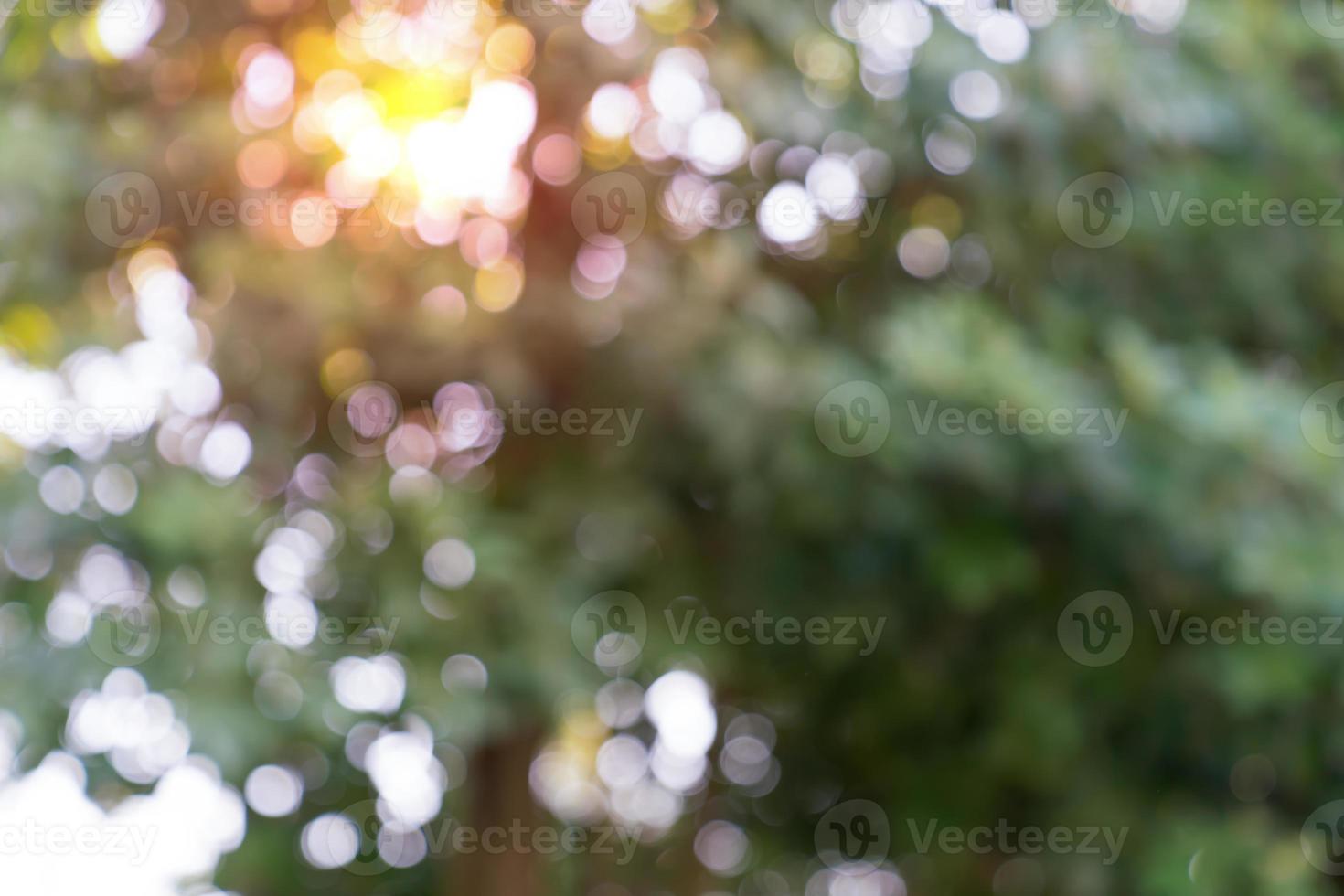 natural green bokeh abstract background,blurred textured photo