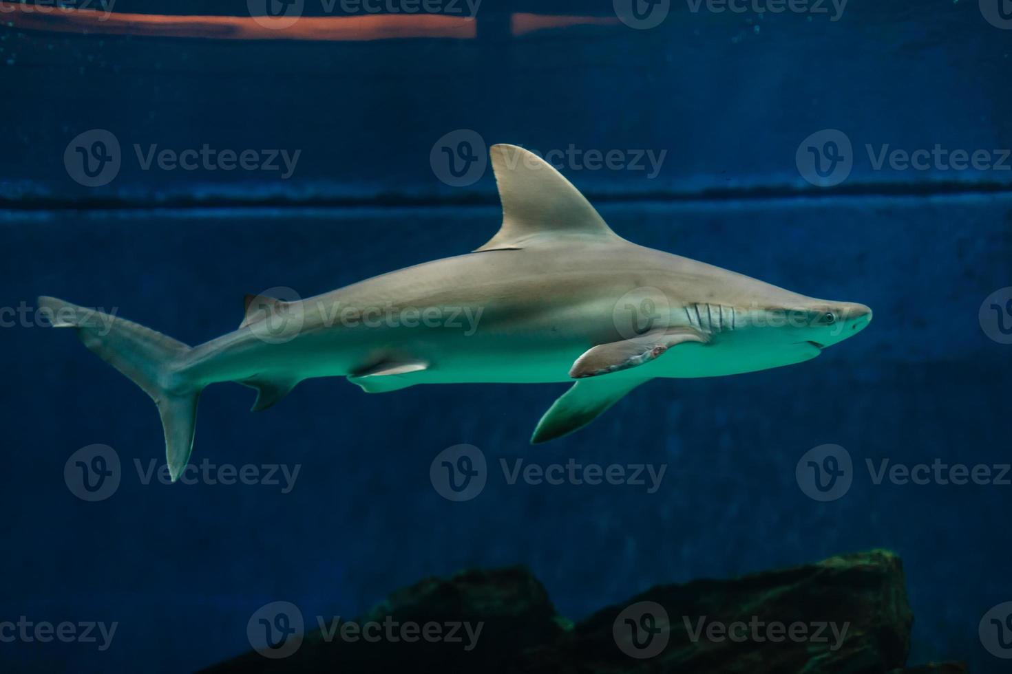 Shark swimming over reef with fish photo