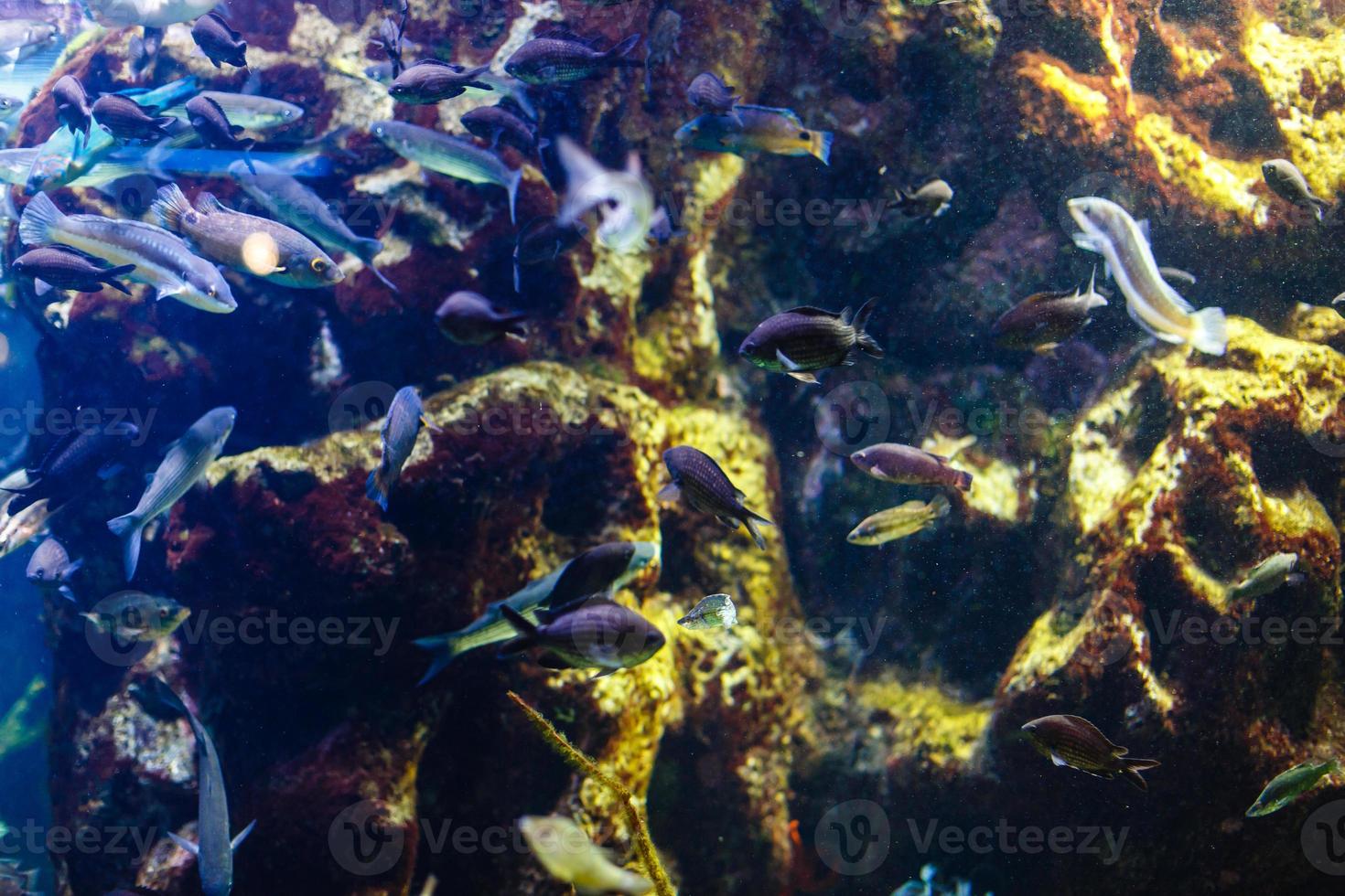 Little colorful fish, bright coral reef in aquarium. Underwater life. photo