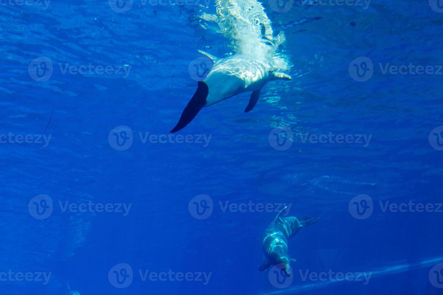 dolphins in a large blue aquarium closeup photo