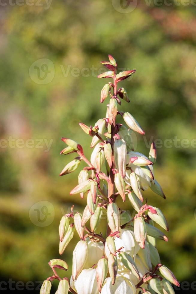 yuca, género de flores de arbustos perennes en un jardín natural foto
