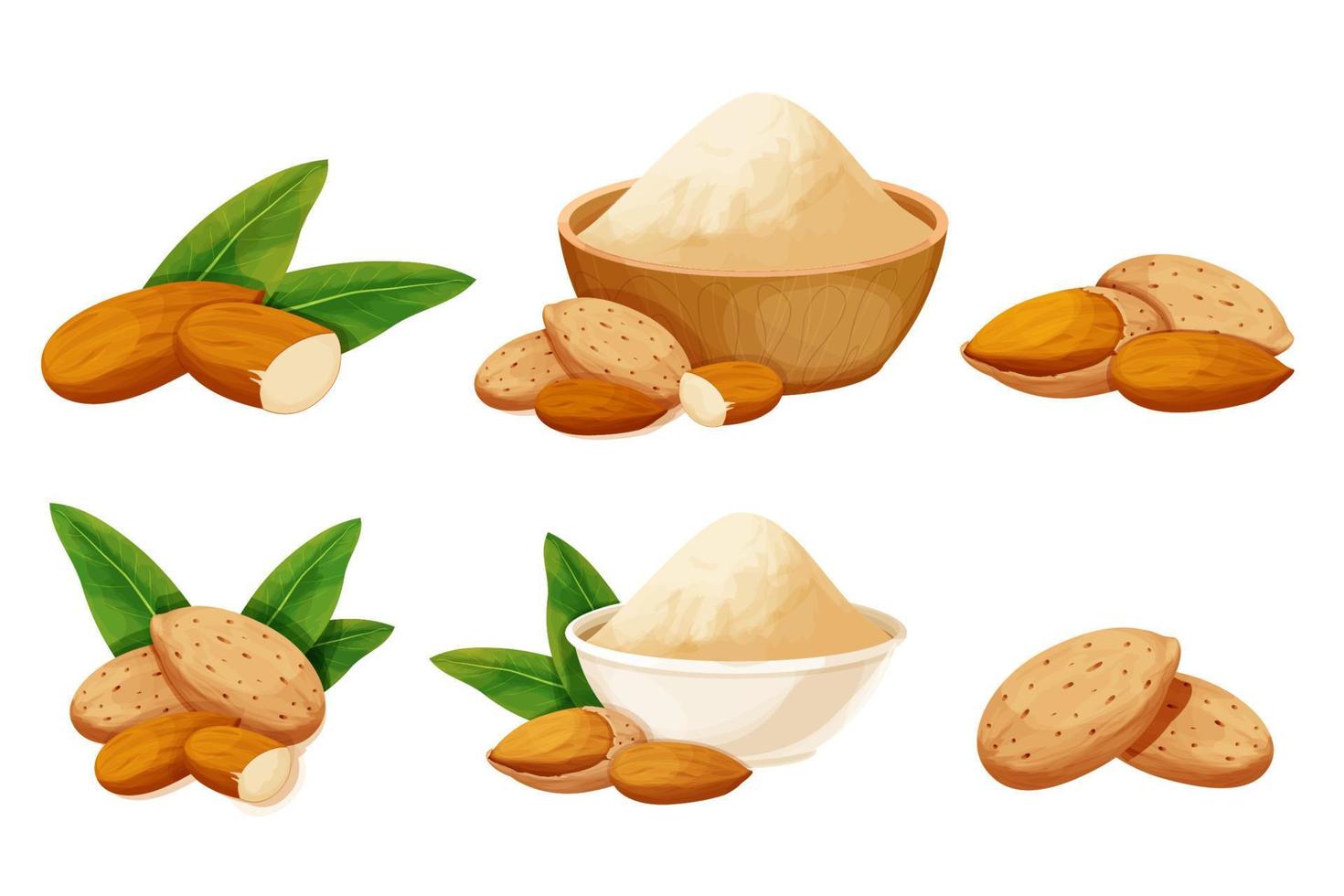 Set almond in nutshell with leaves detailed raw nut, almond powder in bowl organic product, ingredient in cartoon style isolated on white background. Ripe plant, snack. Vector illustration