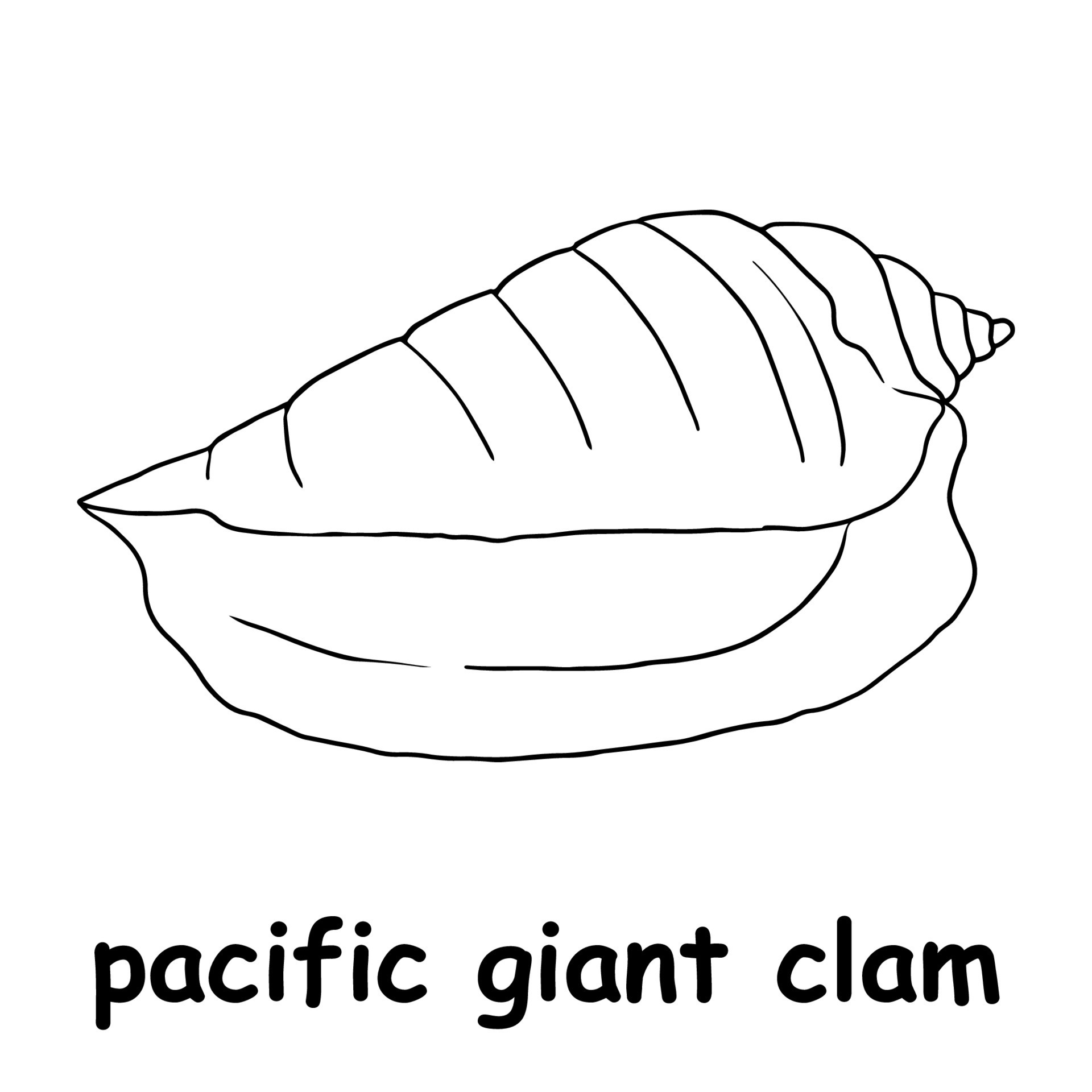 kids line illustration coloring pacific giant clam. outline vector for