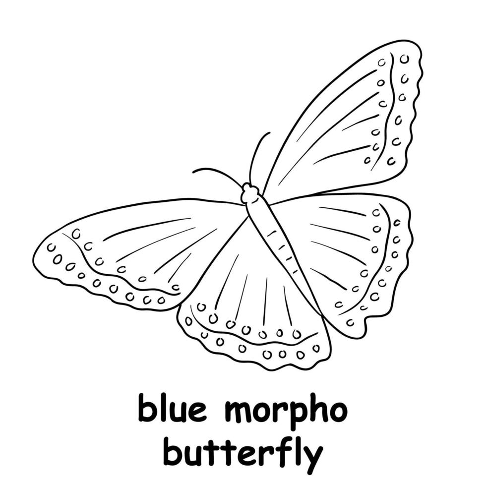 kids line illustration coloring blue morpho butterfly. outline ...