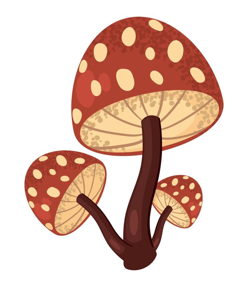 mushrooms nature wild vector