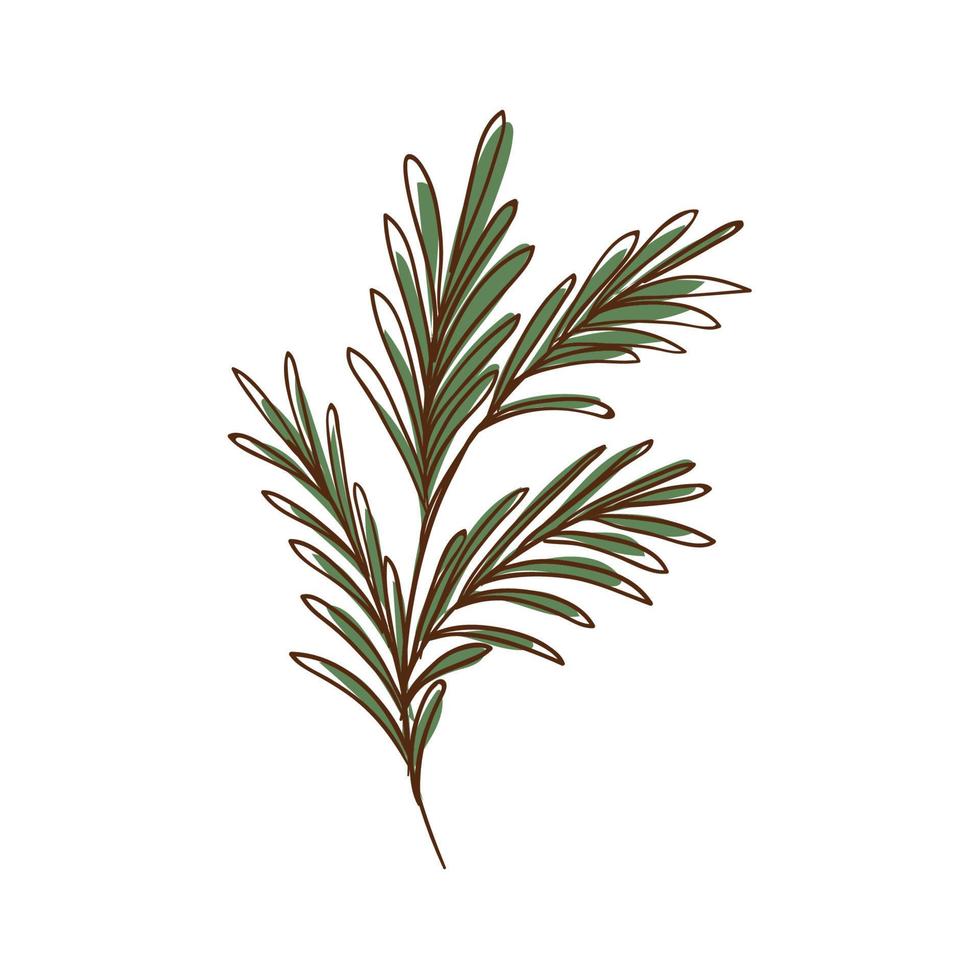 rosemary leaves icon vector