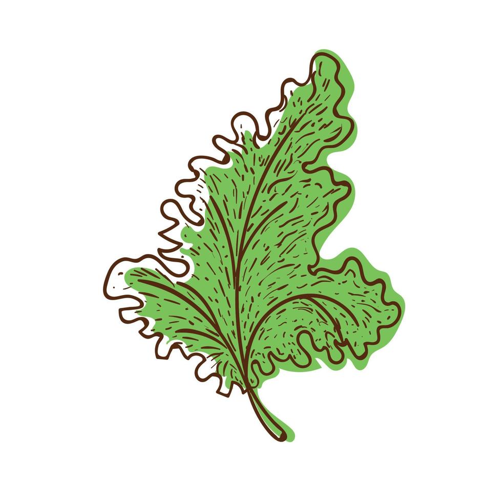 lettuce food icon vector
