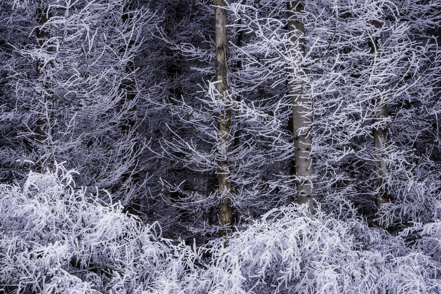 Spruce trees in winter photo