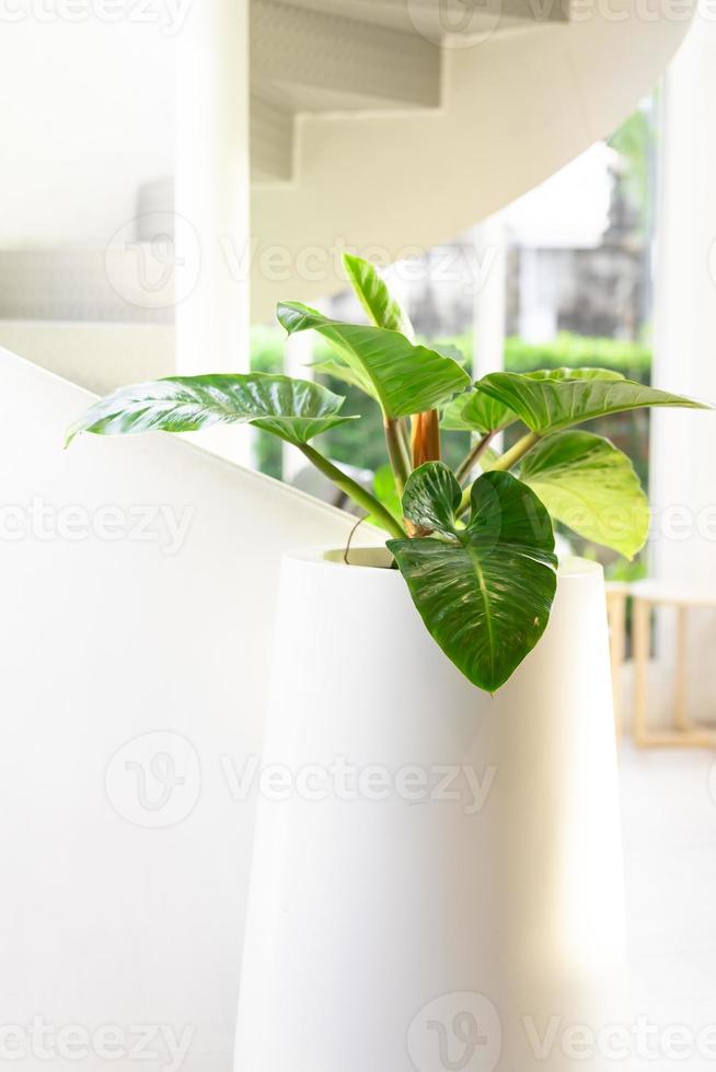 A large white pot with a green plant for decoration in building. Tropical palm leaves Monstera in the white pot put on the floor in the white room. photo