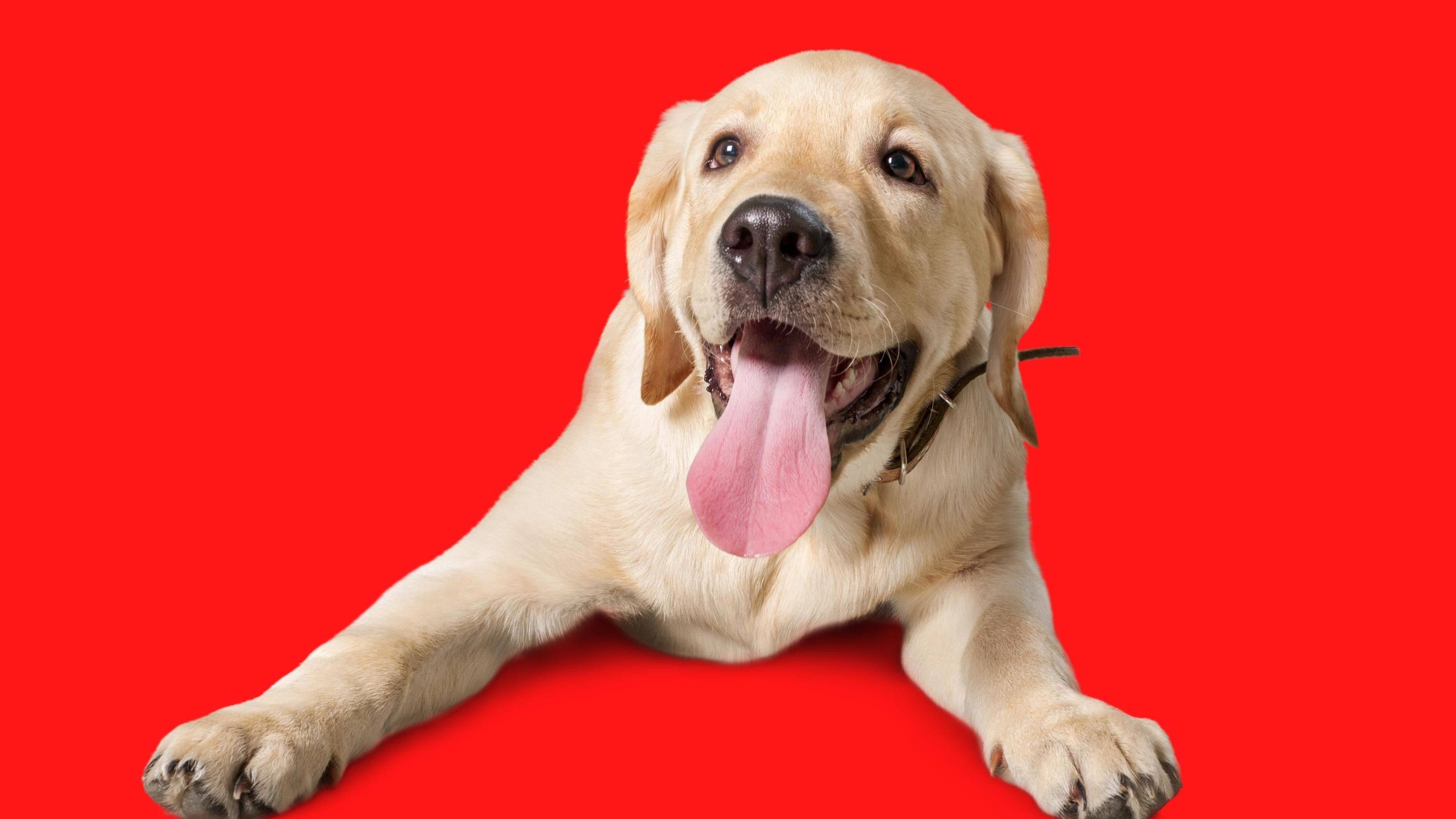 Cute Dog In Red Background 16759635 Stock Photo at Vecteezy