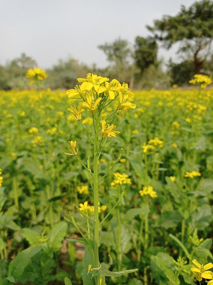 Mustard flower and plant photo