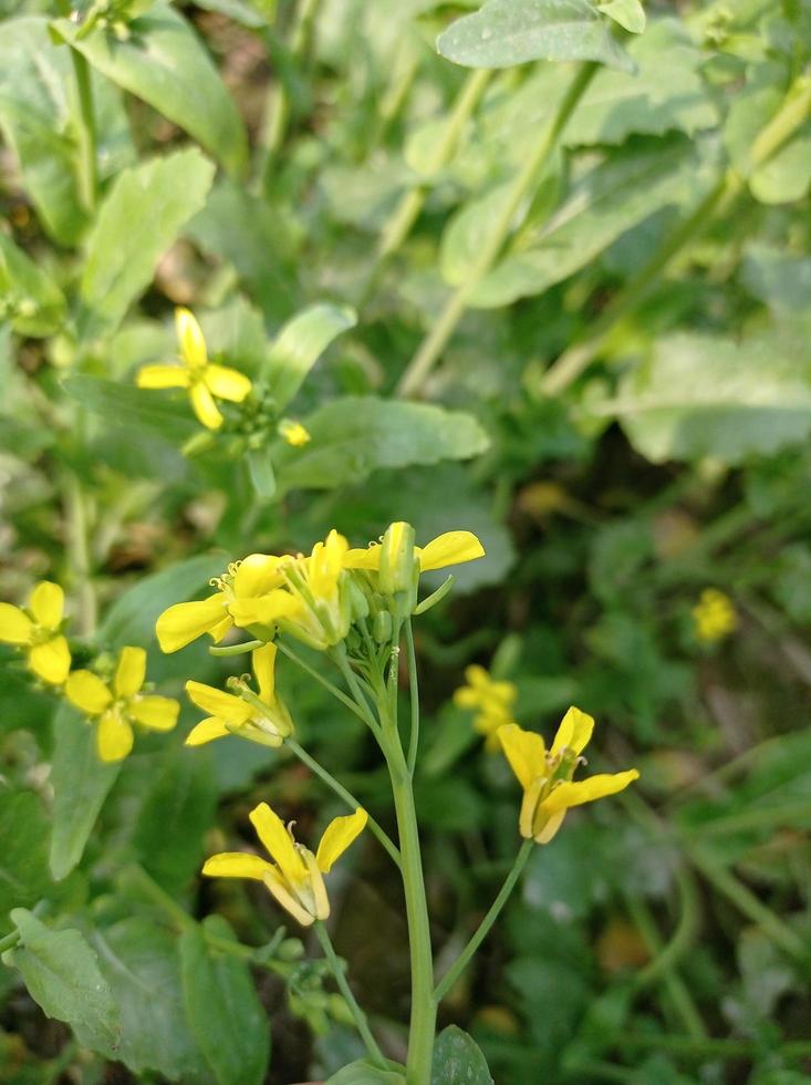 Mustard flower and plant photo