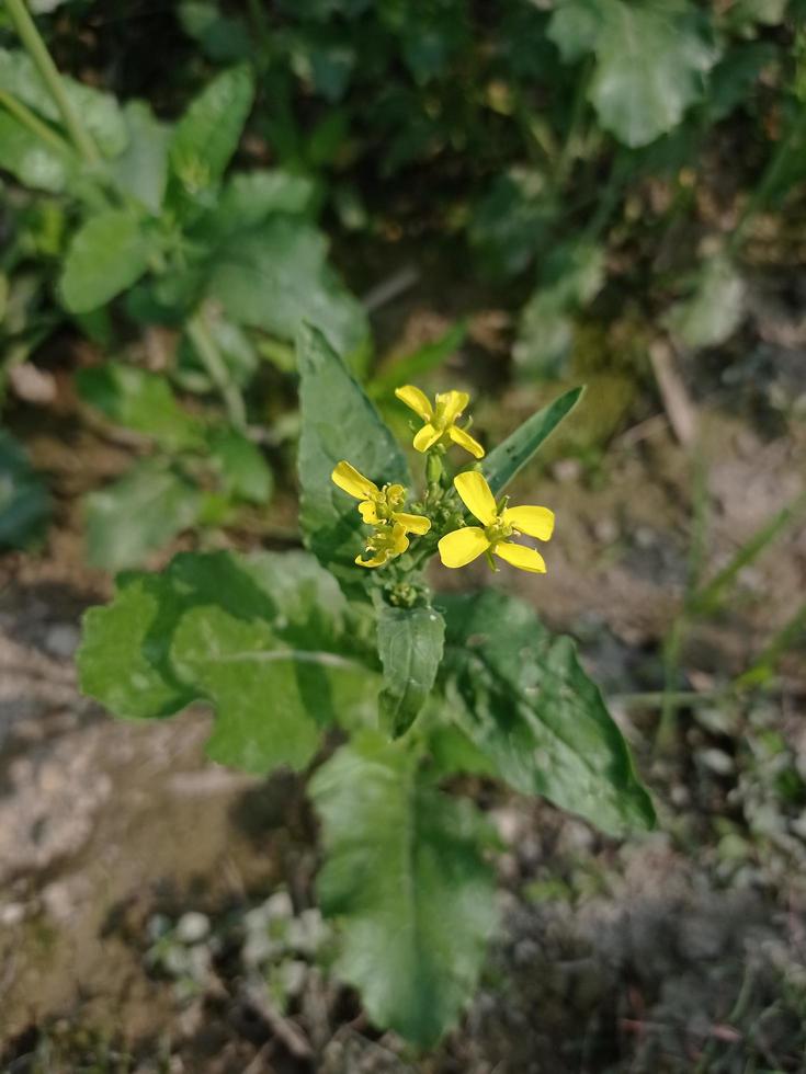 Mustard flower and plant photo