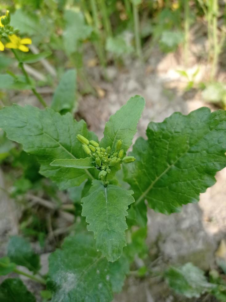 Mustard flower and plant photo