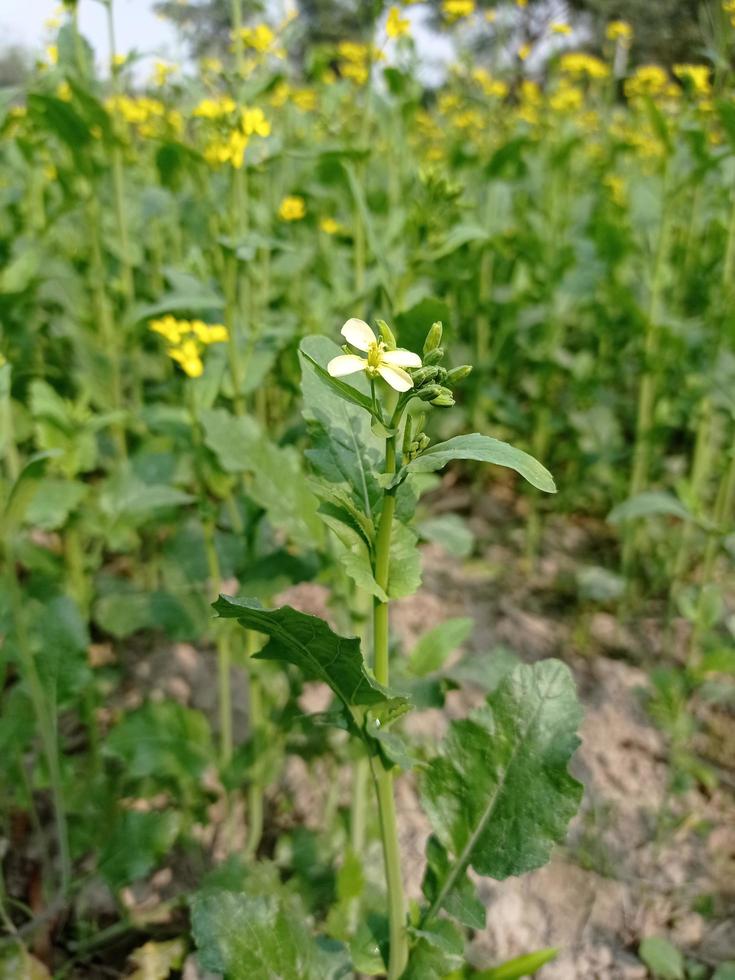 Mustard flower and plant photo