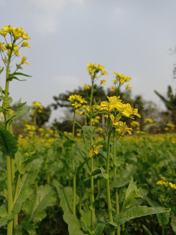 Mustard flower and plant photo