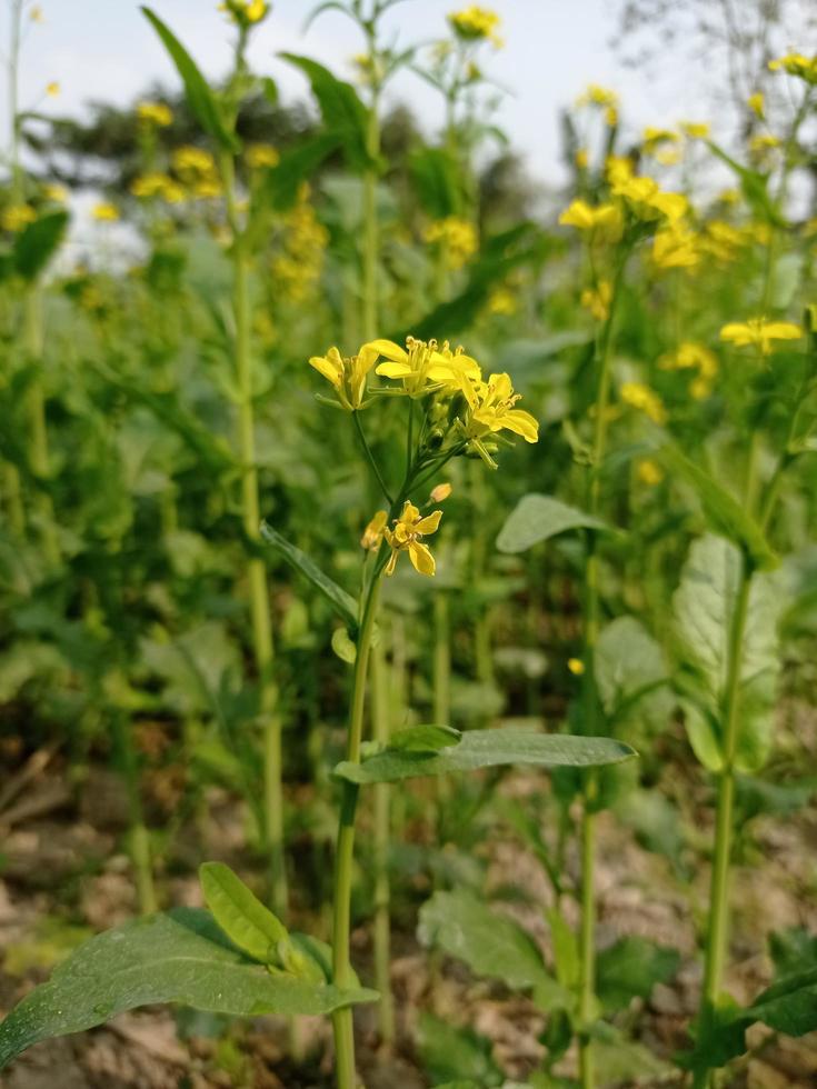 Mustard flower and plant photo