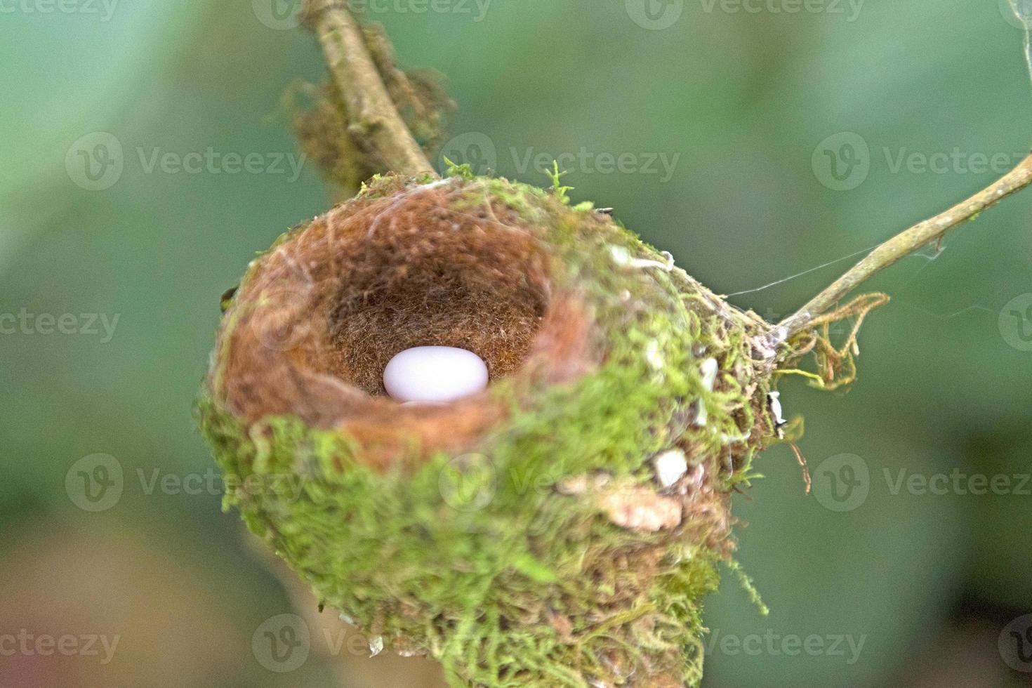 Hummingbird Egg in its Nest photo
