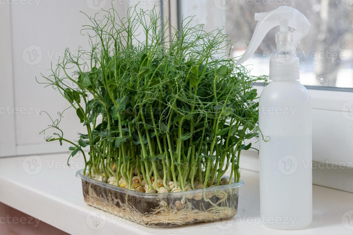 Juicy young shoots of pea microgreens on the windowsill close-up. Growing seeds at home in winter. photo