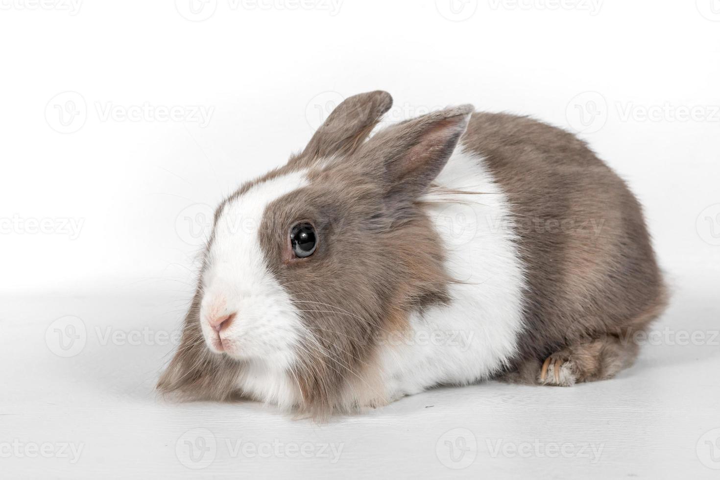 Portrait of a gray rabbit on a white background. photo