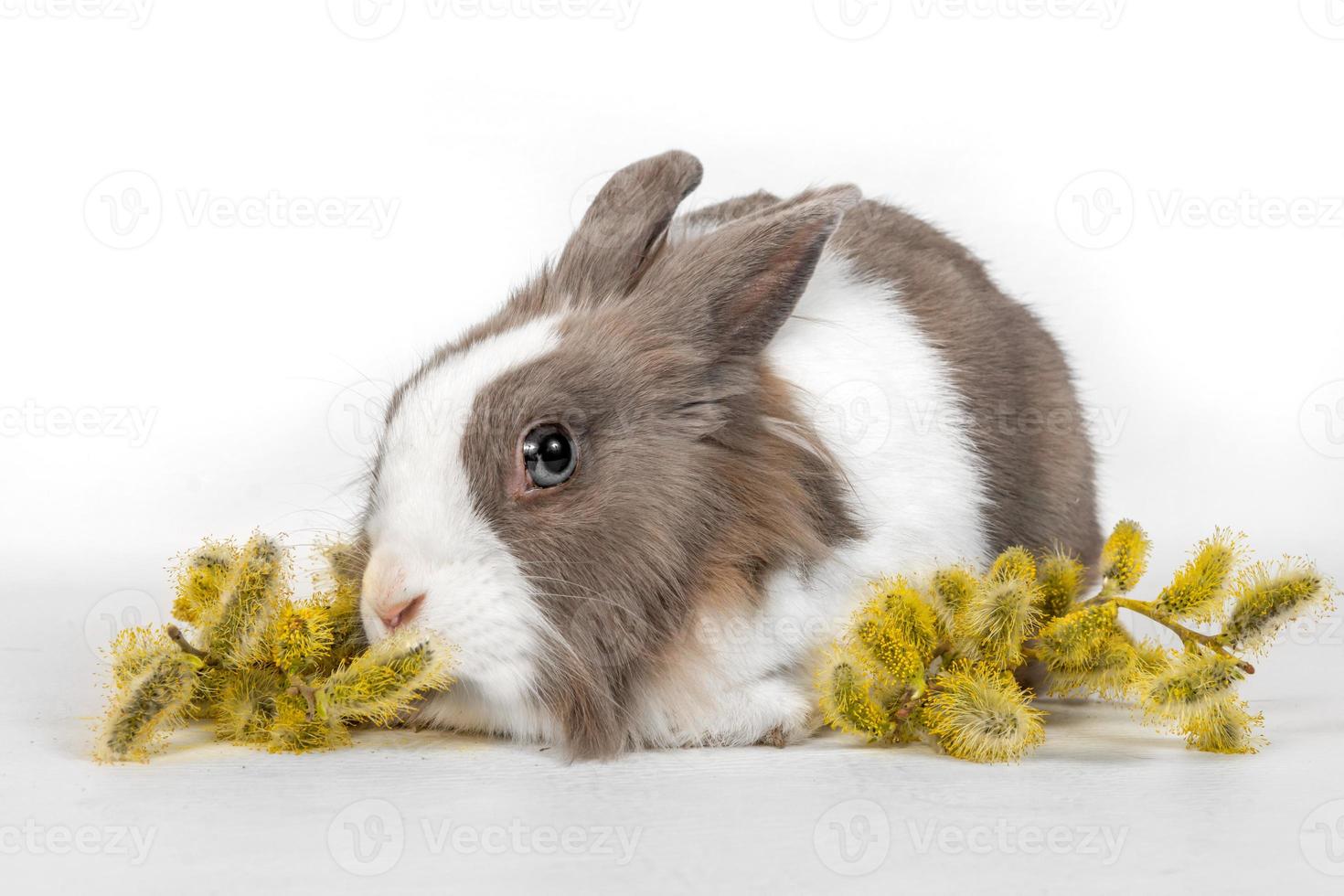 Portrait of a gray rabbit with alder tree flowers on a white background. photo