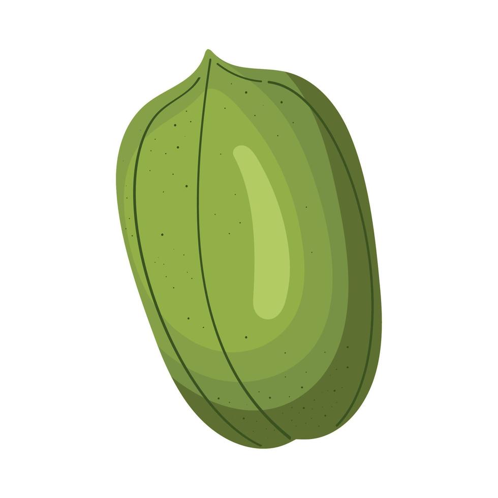 pistachio nut seed vector