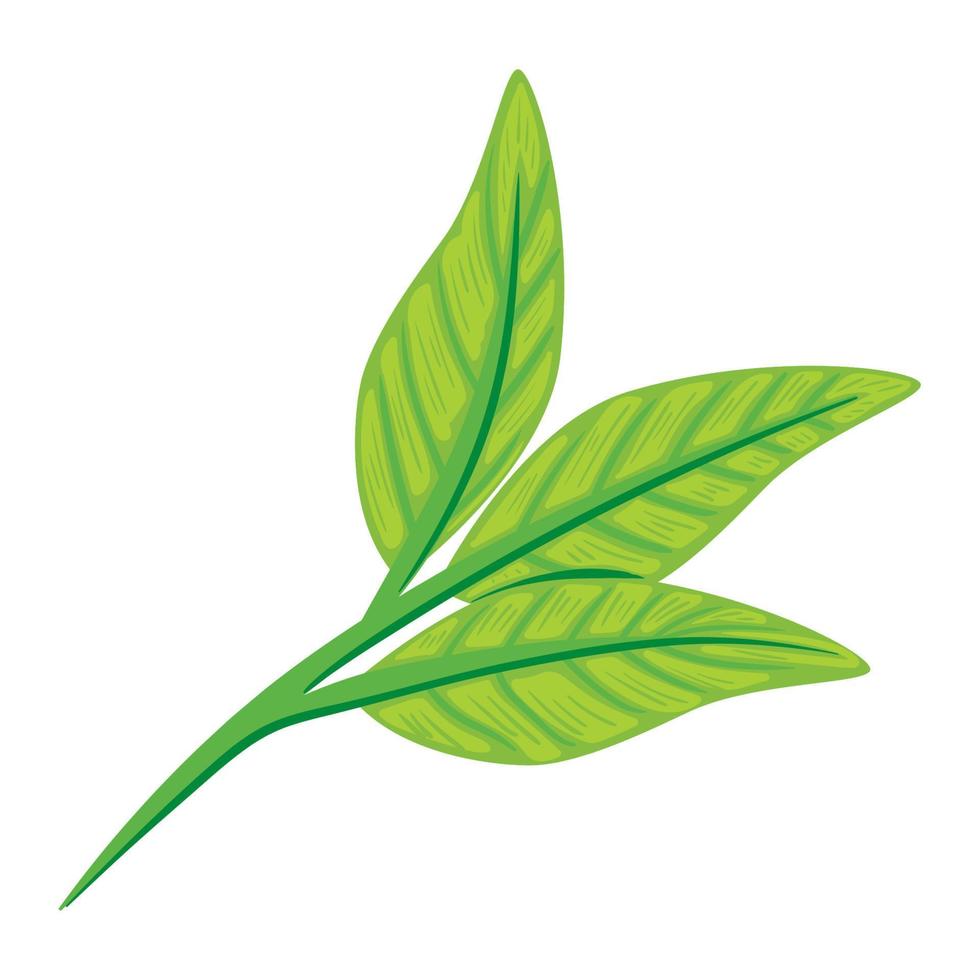 three leafs plant foliage vector