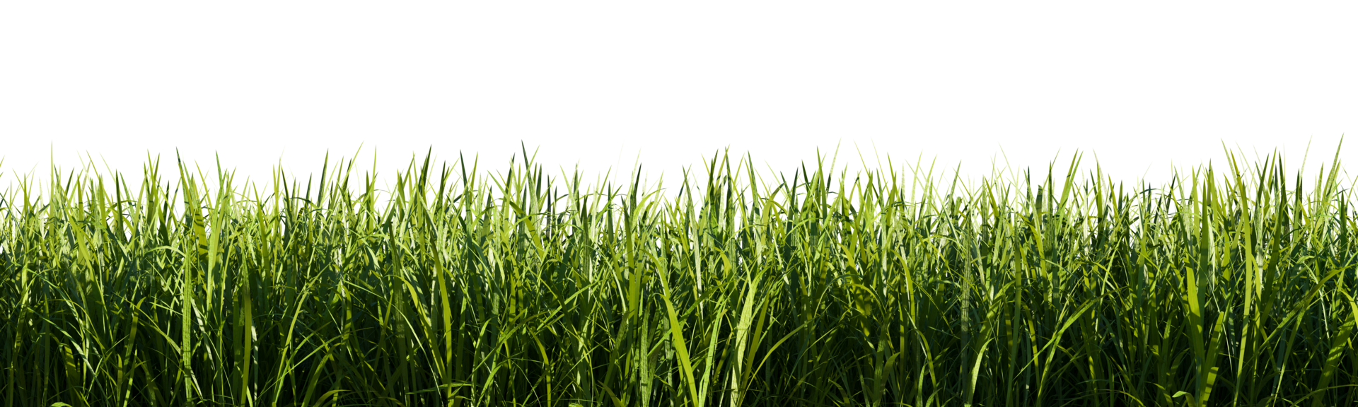 Bright green grass border isolated on transparent background. 3d