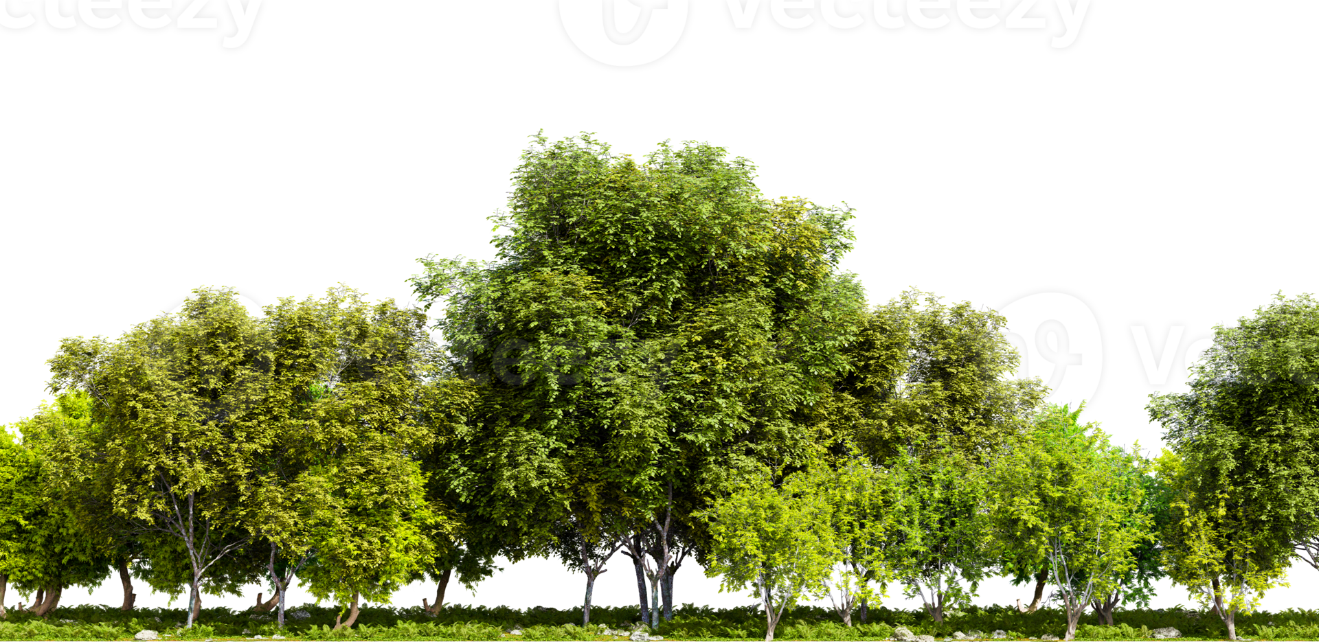 Row of trees isolated on transparent background. 3D rendering illustration png