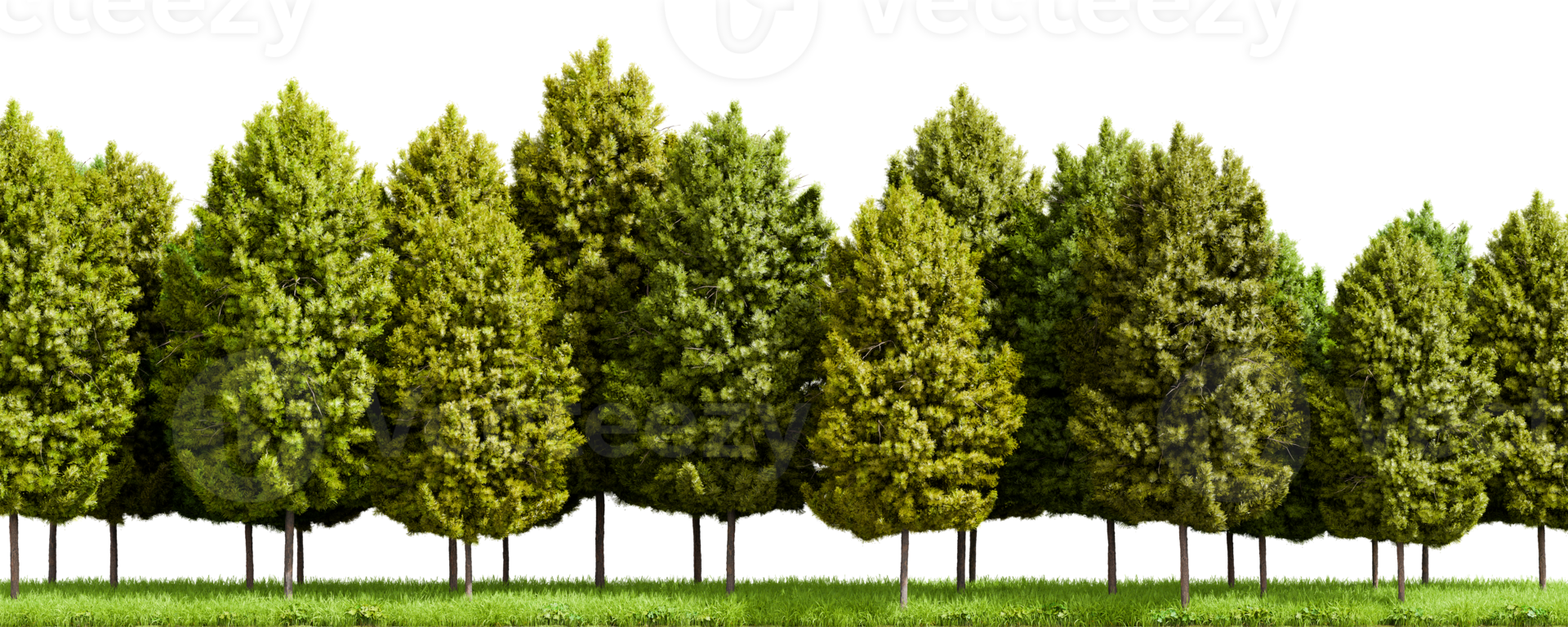 Row of trees isolated on transparent background. 3D rendering illustration png