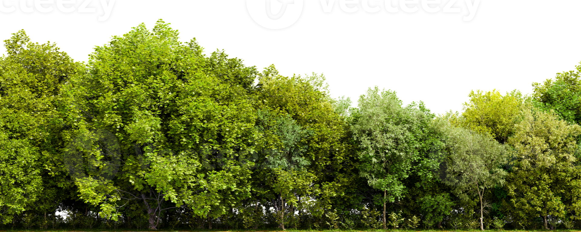 Row of trees isolated on transparent background. 3D rendering illustration png