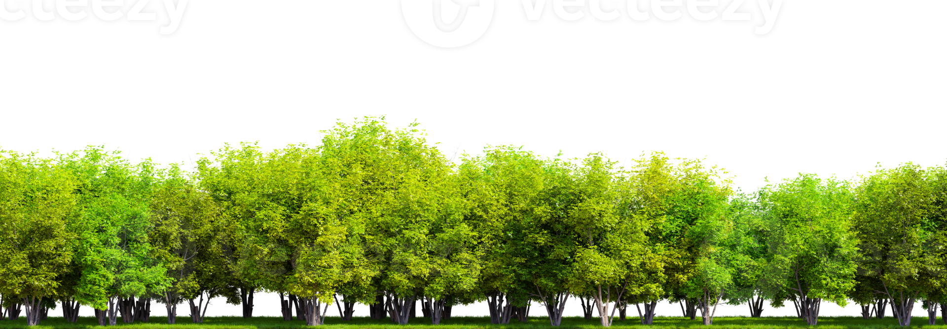 Row of trees isolated on transparent background. 3D rendering illustration png