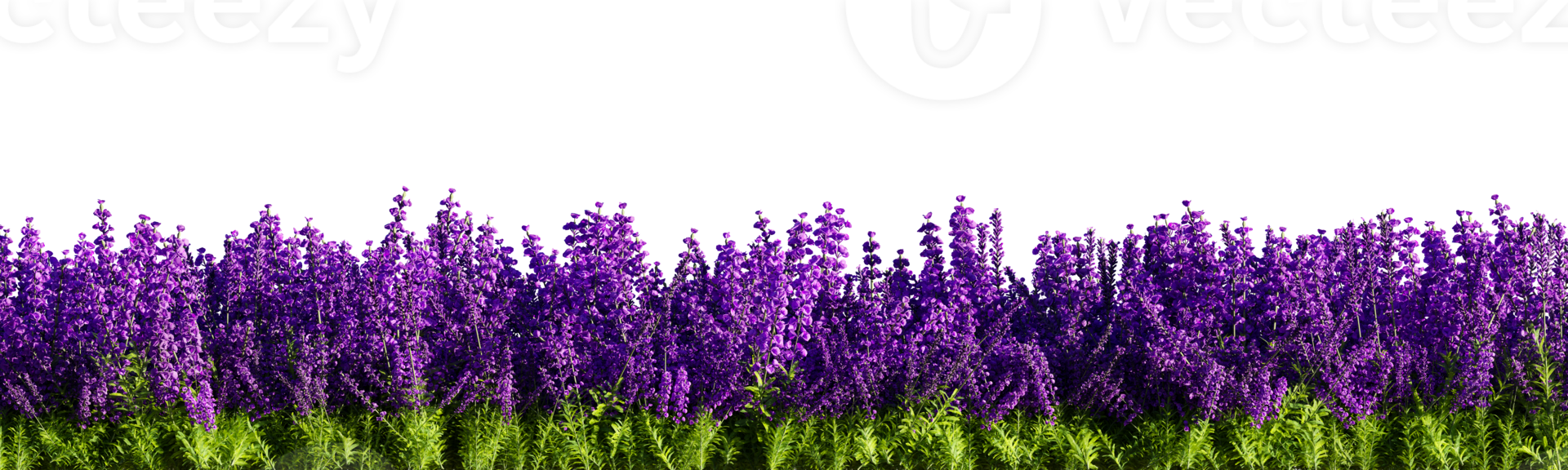 Lavender isolated on transparent background. 3D rendering illustration png