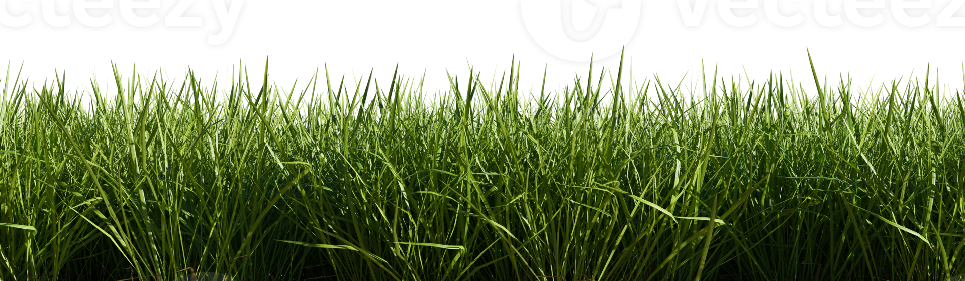 Isolated green grass on a transparent background. 3d rendering illustration. png