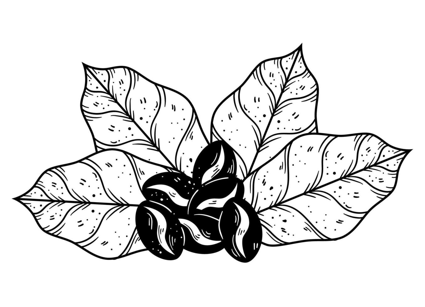 coffee grains and leafs vector