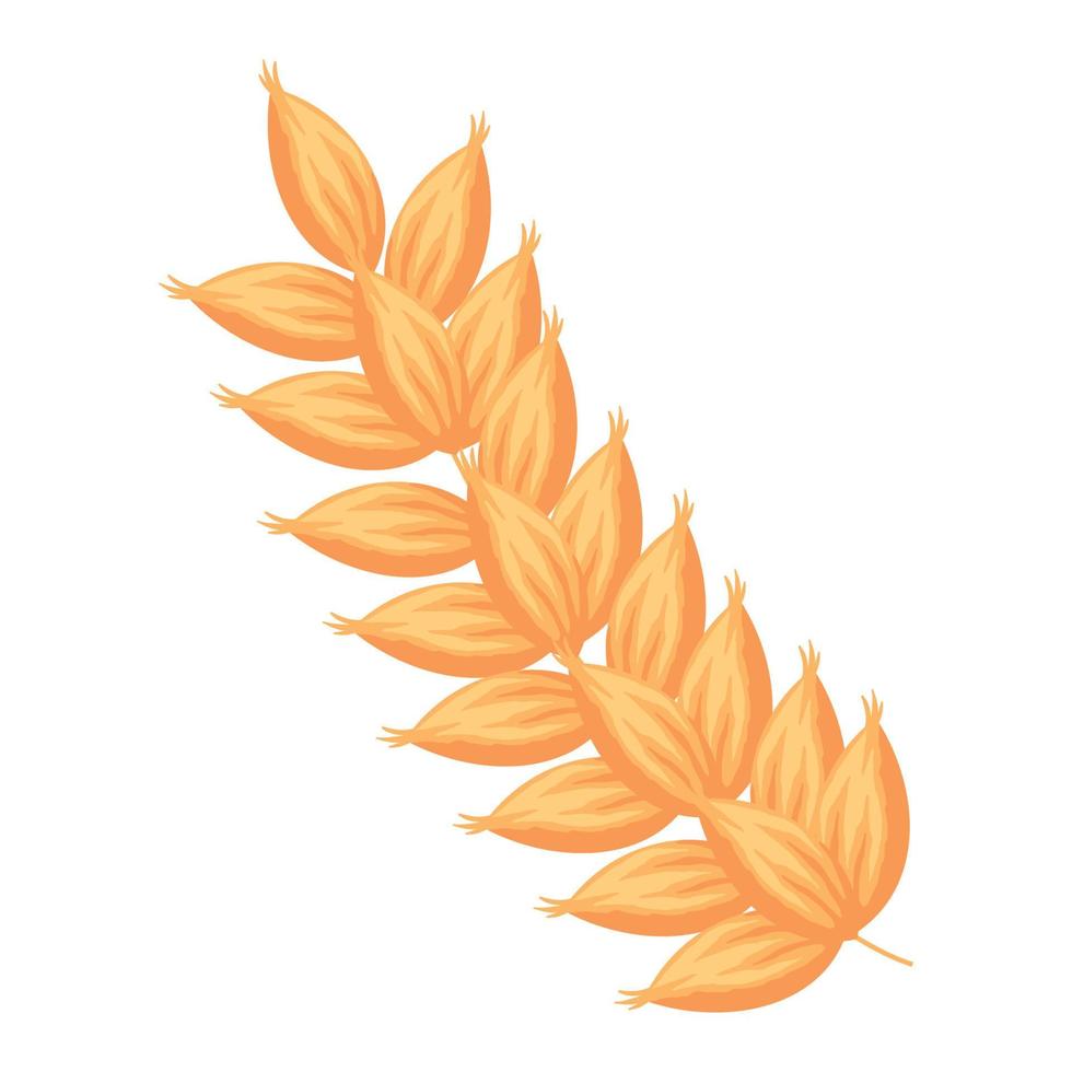 golden barley spike vector