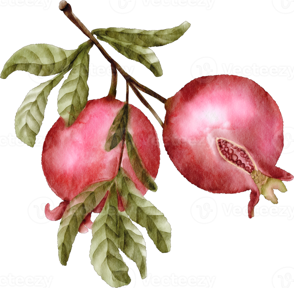 pomegranate watercolor clip art fruit png