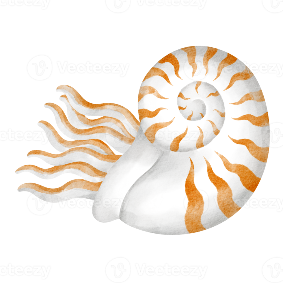 desenho animado de clipart em aquarela nautilus png