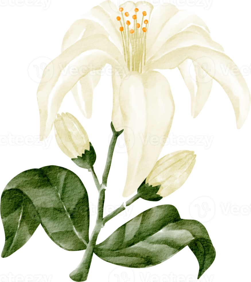 aquarelle fleur blanche hibiscus png