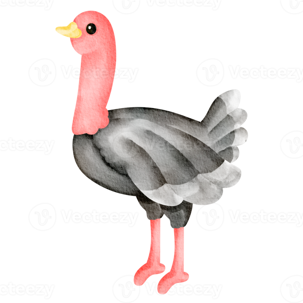 struzzo acquerello selvaggio animale png