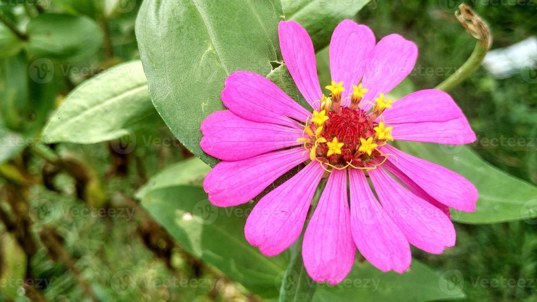 Zinnia Angustifolia beautiful pink flower photo