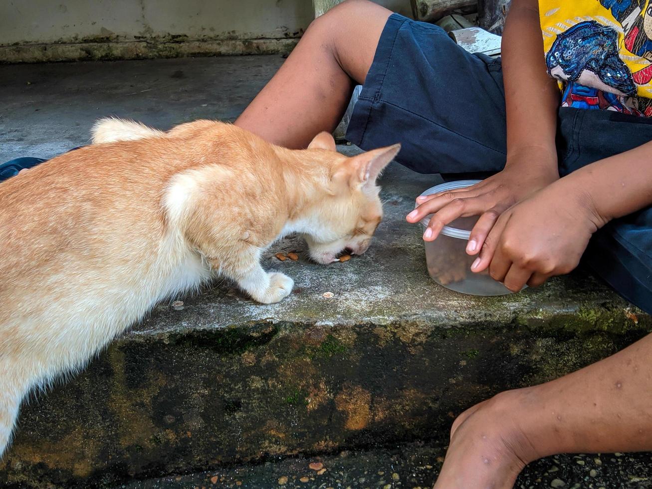 Cat being fed by boy outdoors photo