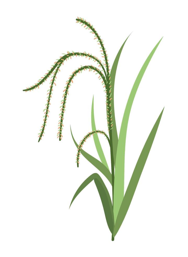 rice branch leaf vector