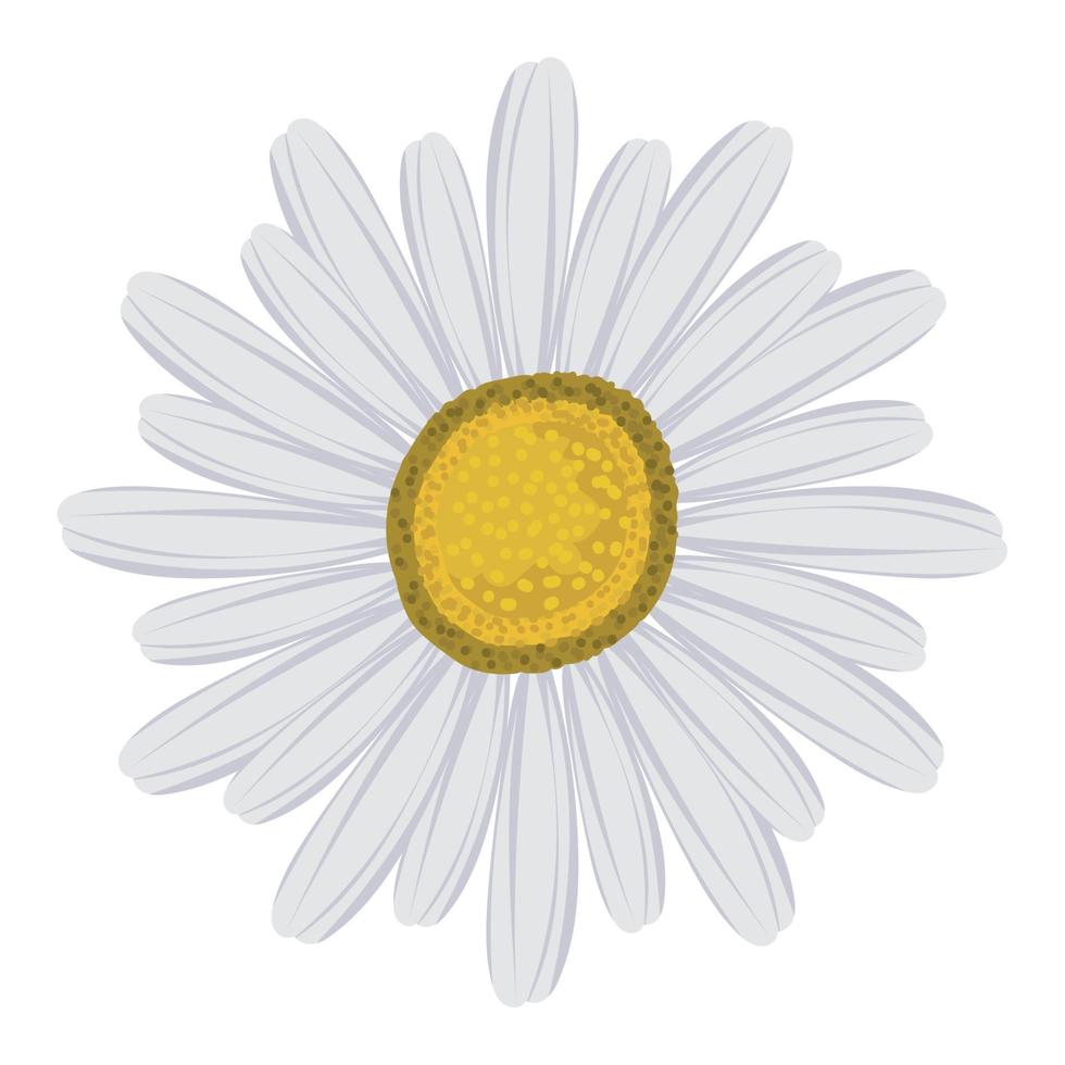 Daisy ʚ♡ɞ daisy flower icon 16768349 Vector Art at Vecteezy