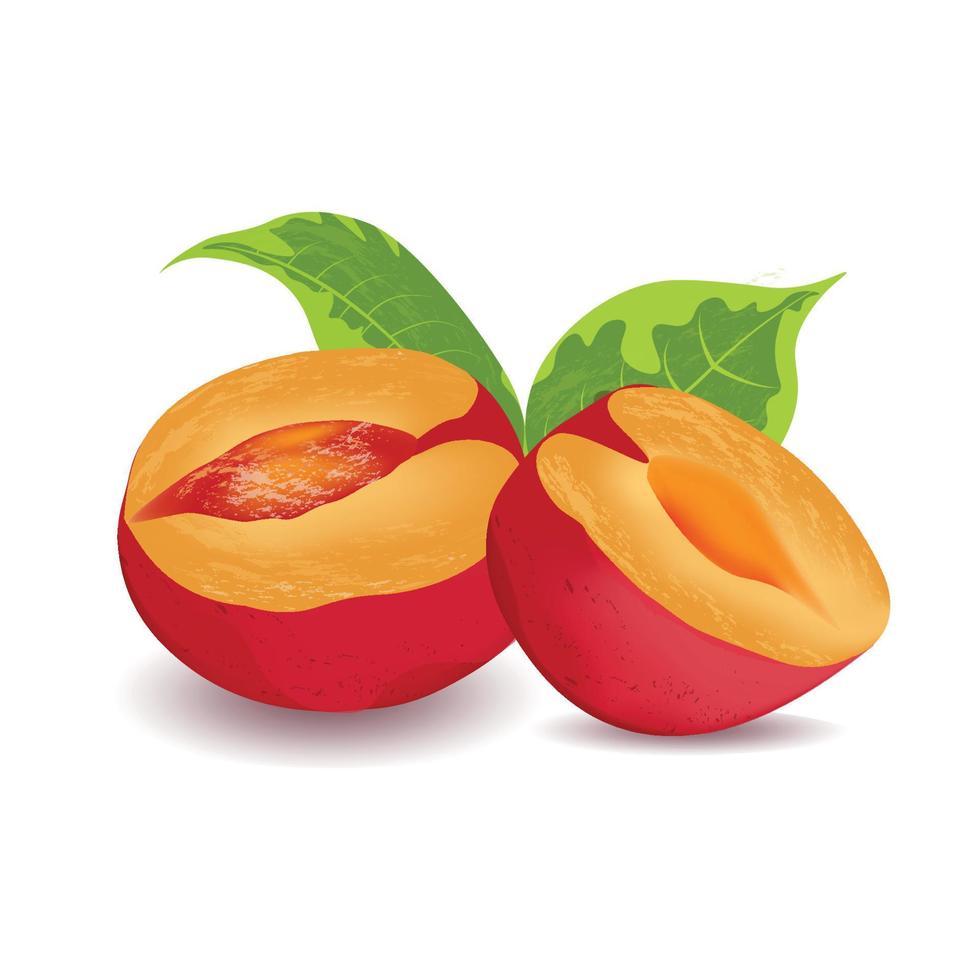 Vector graphics of juicy apricot