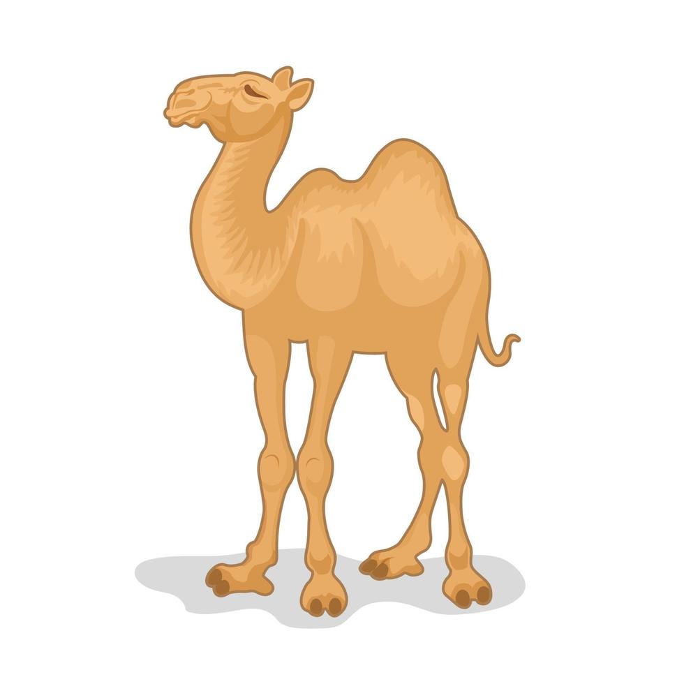 ilustración vectorial de camello aislado sobre fondo blanco vector