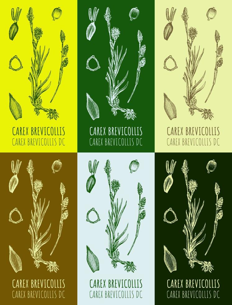 Set of vector drawings sedge parva in different colors. Hand drawn illustration. Latin name Carex brevicollis .